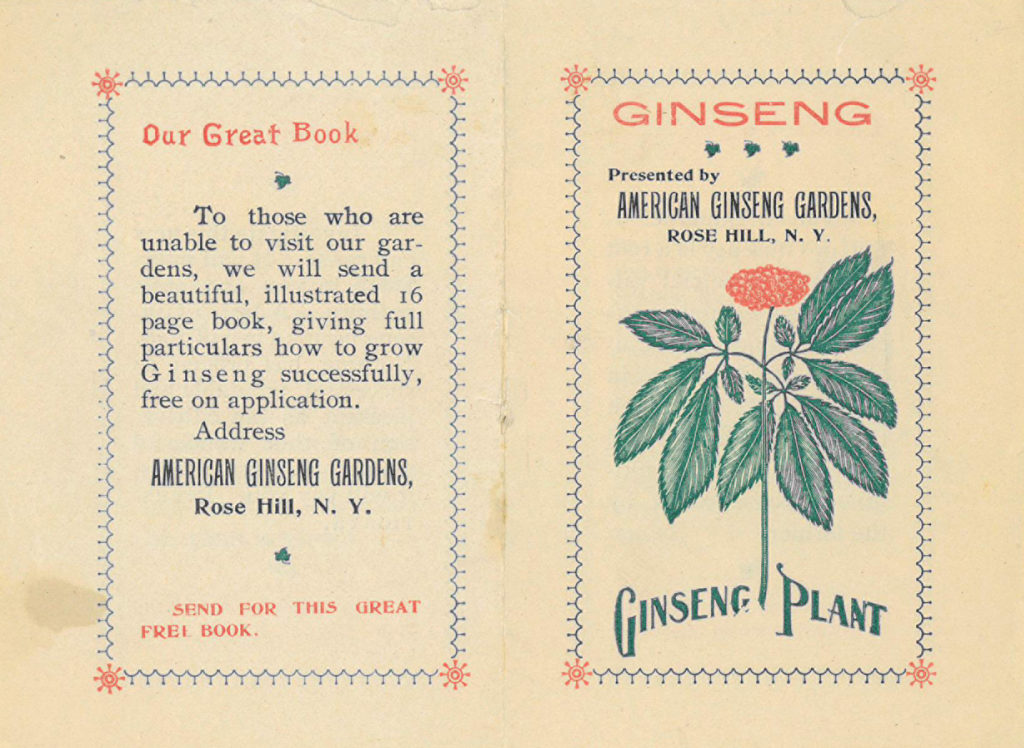 Ginseng pamphlet from the E. B. Olmsted Ginseng papers